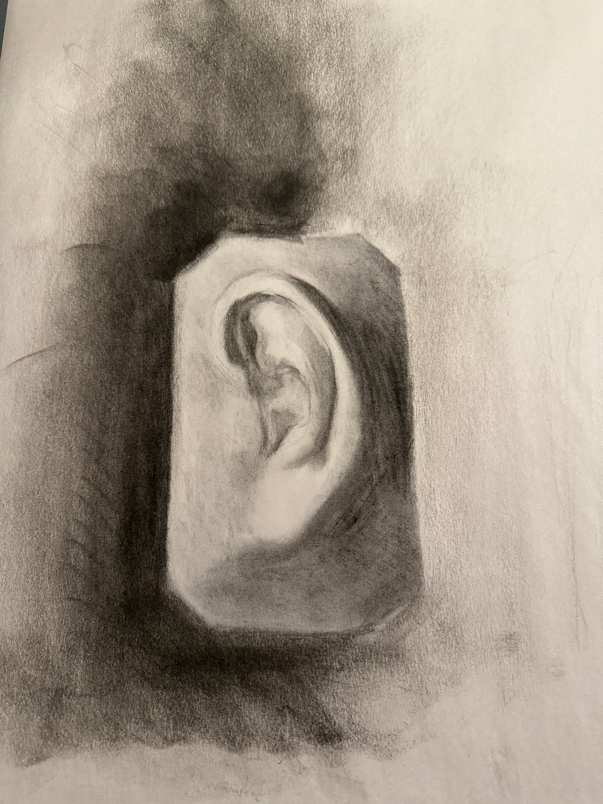 Basic Ear Plaster Study Cast – Drawing Practice, Anatomy Study & Art Reference for Artists