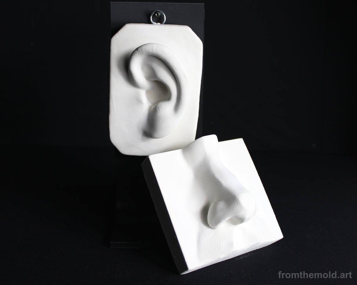 Basic Nose & Ear Plaster Study Cast Set – Drawing, Anatomy & Form Reference