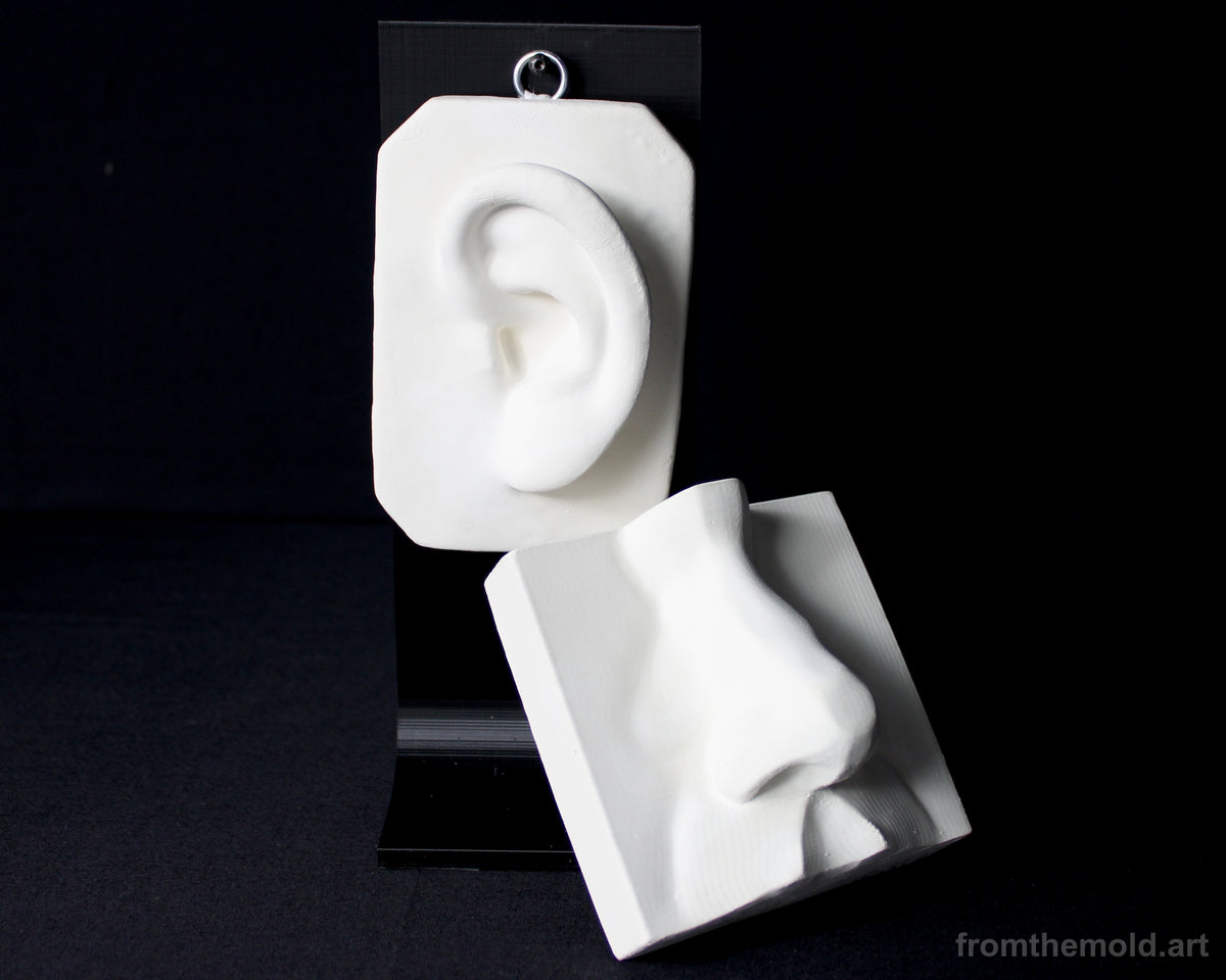 Basic Nose & Ear Plaster Study Cast Set – Drawing, Anatomy & Form Reference