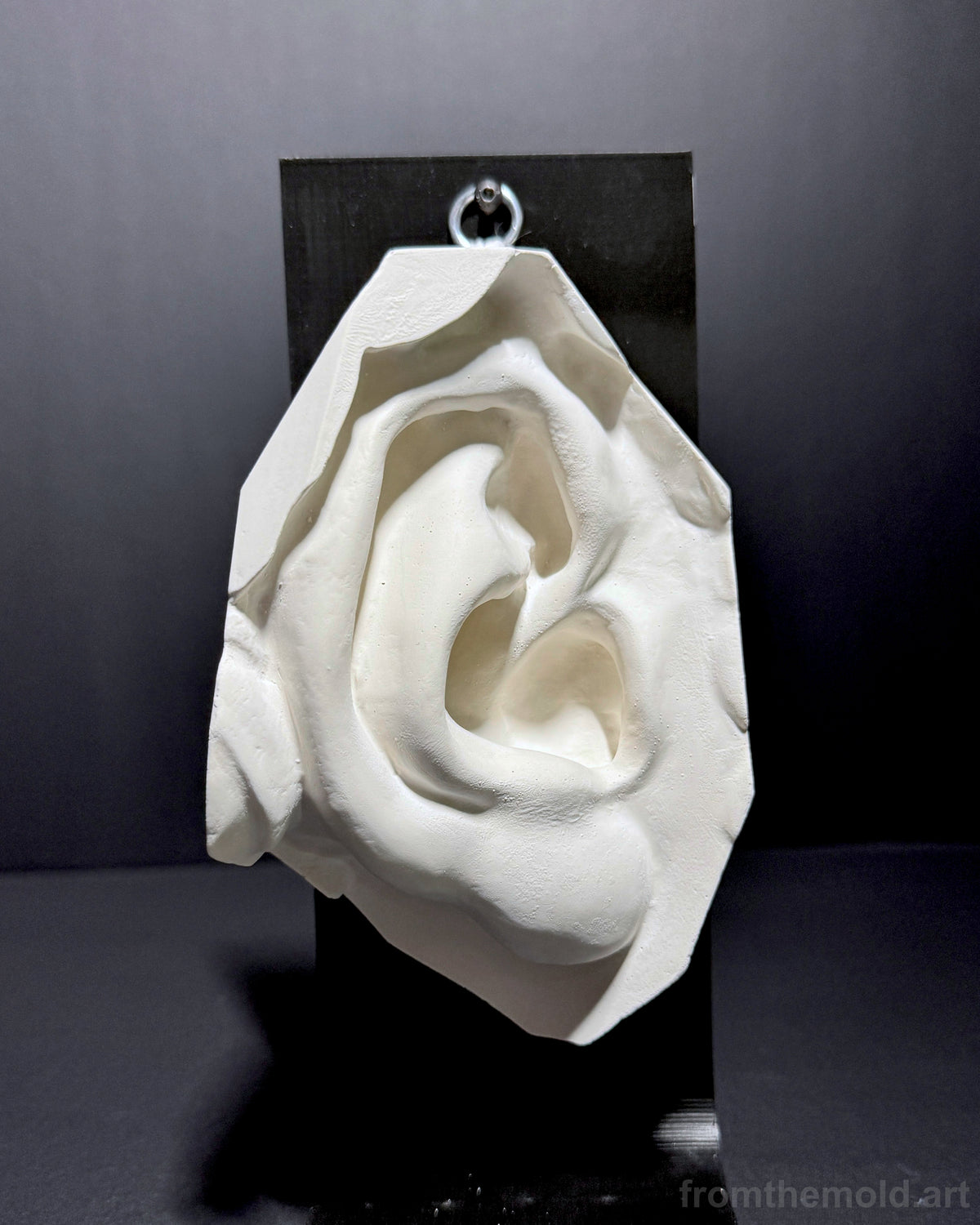 Ear of David Plaster Study Cast – Portrait Drawing, Anatomy & Form Reference