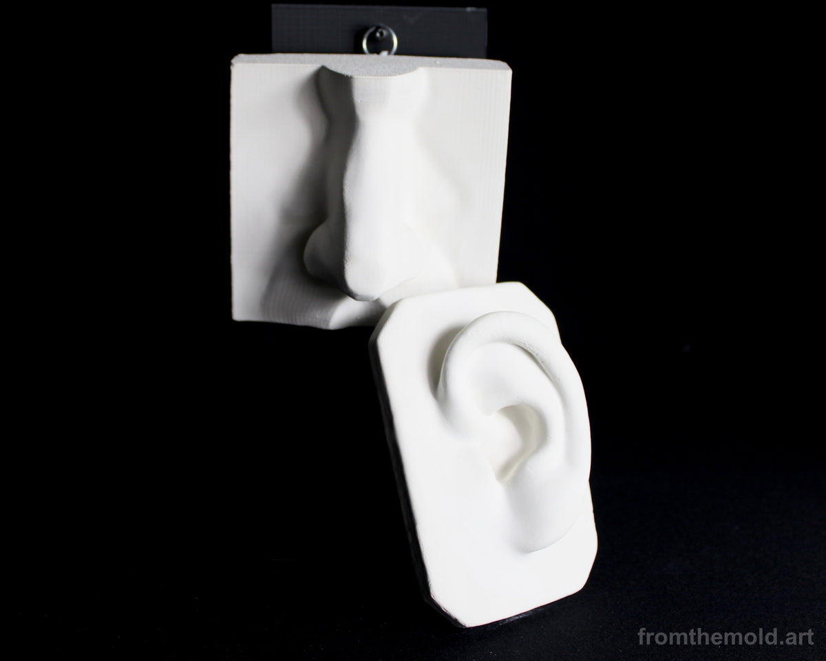 Basic Nose & Ear Plaster Study Cast Set – Drawing, Anatomy & Form Reference