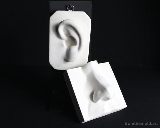 Basic Nose & Ear Plaster Study Cast Set – Drawing, Anatomy & Form Reference