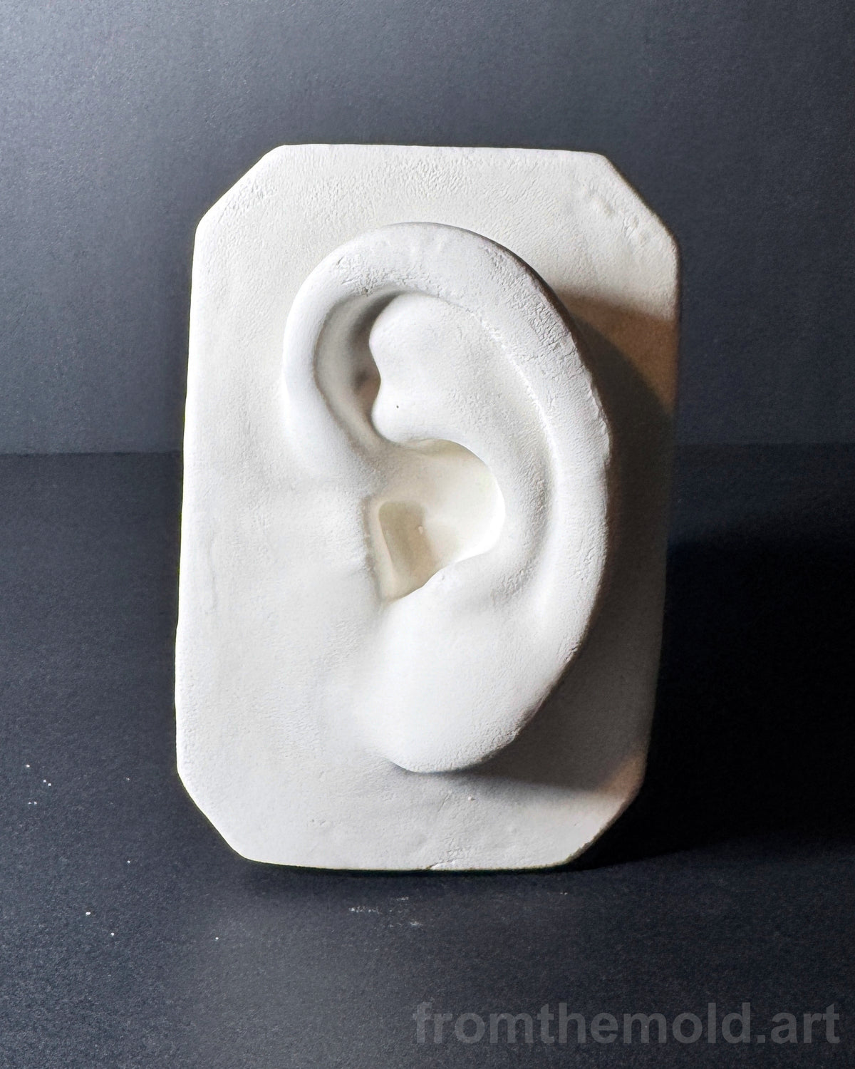 Basic Ear Plaster Study Cast – Drawing Practice, Anatomy Study & Art Reference for Artists