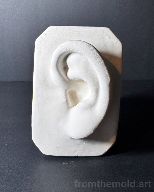 Basic Ear Plaster Study Cast – Drawing Practice, Anatomy Study & Art Reference for Artists