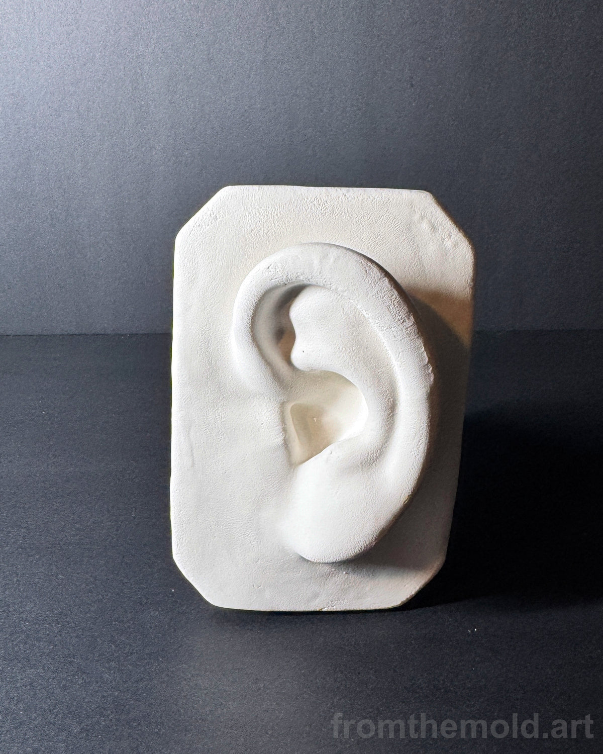 Basic Ear Plaster Study Cast – Drawing Practice, Anatomy Study & Art Reference for Artists
