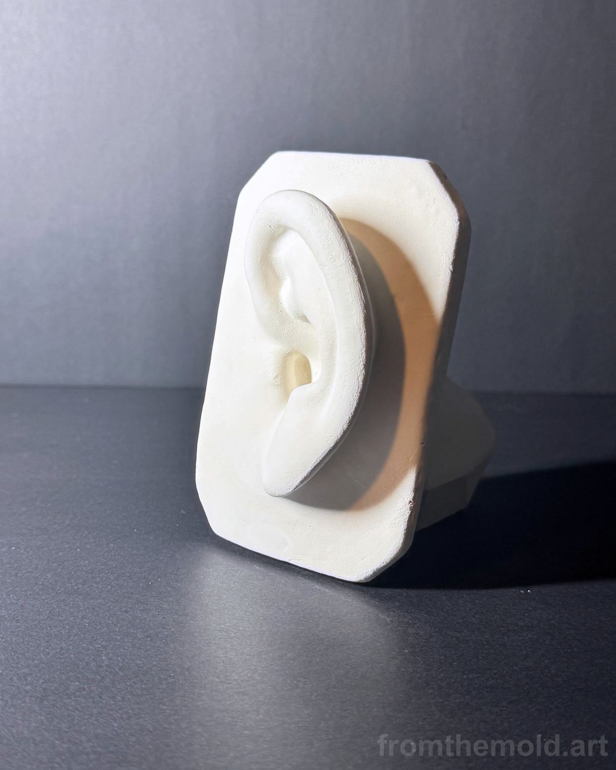 Basic Ear Plaster Study Cast – Drawing Practice, Anatomy Study & Art Reference for Artists