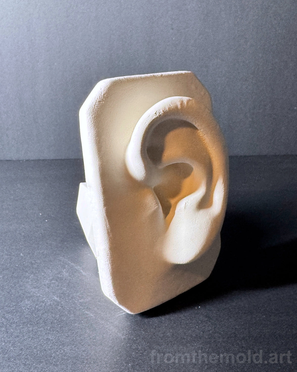 Basic Ear Plaster Study Cast – Drawing Practice, Anatomy Study & Art Reference for Artists