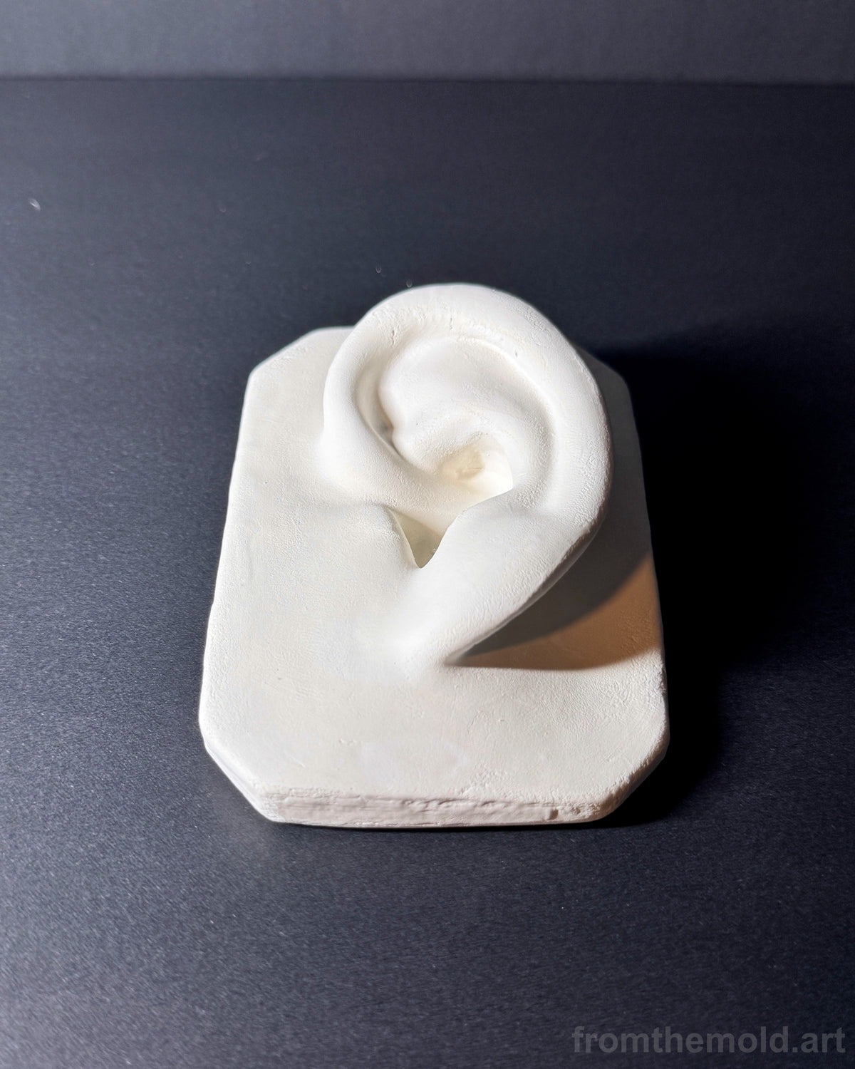 Basic Ear Plaster Study Cast – Drawing Practice, Anatomy Study & Art Reference for Artists