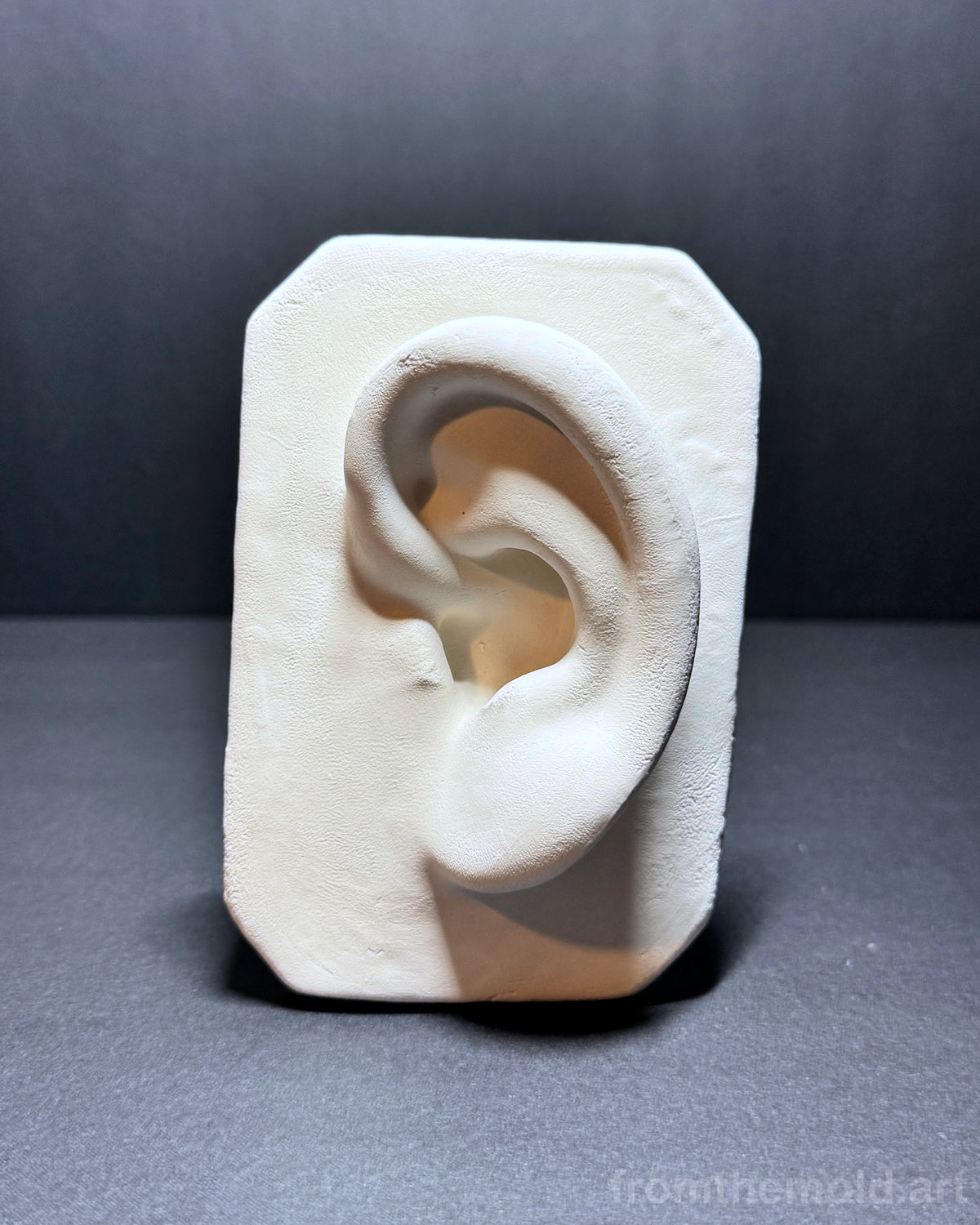 Basic Ear Plaster Study Cast – Drawing Practice, Anatomy Study & Art Reference for Artists