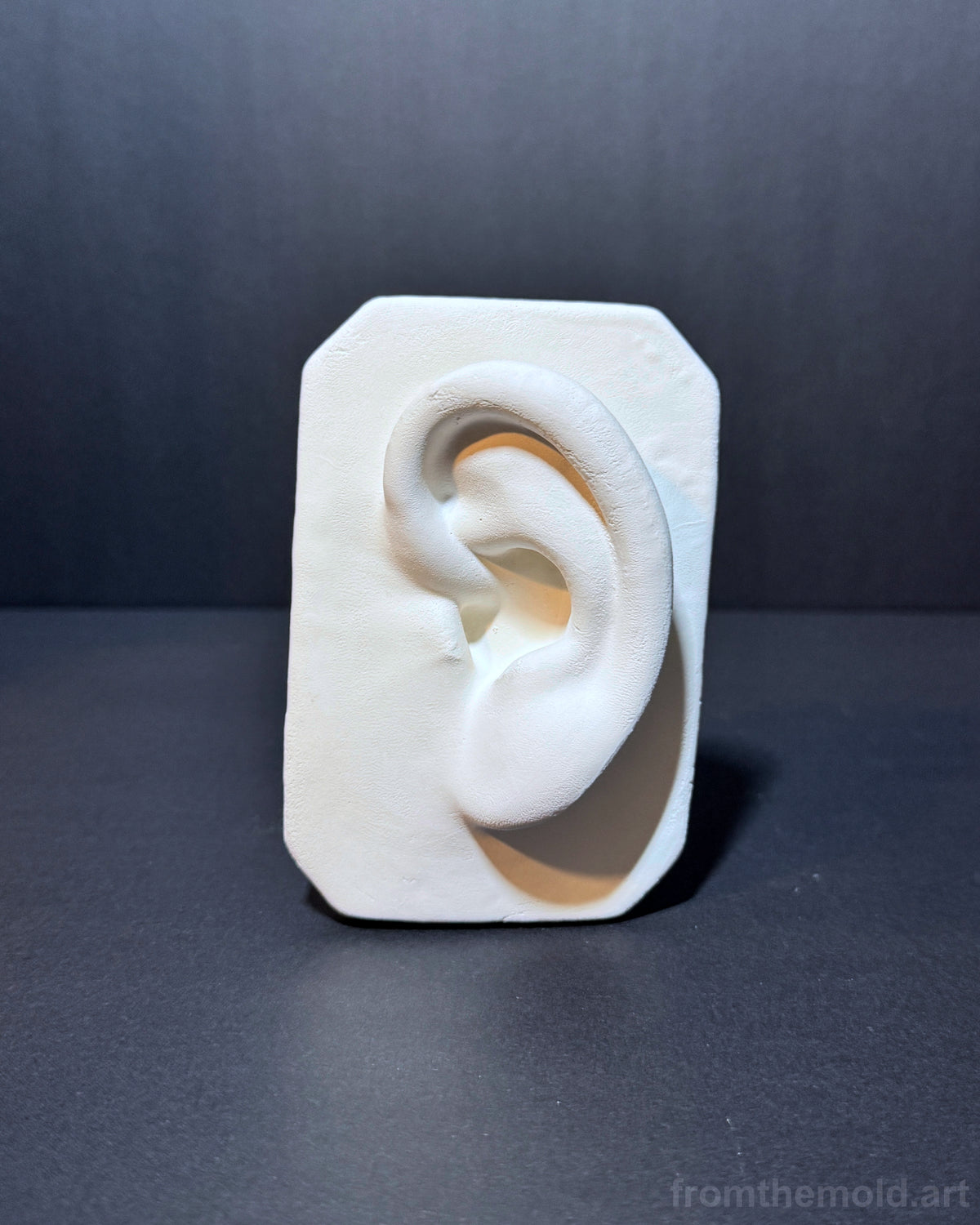 Basic Ear Plaster Study Cast – Drawing Practice, Anatomy Study & Art Reference for Artists