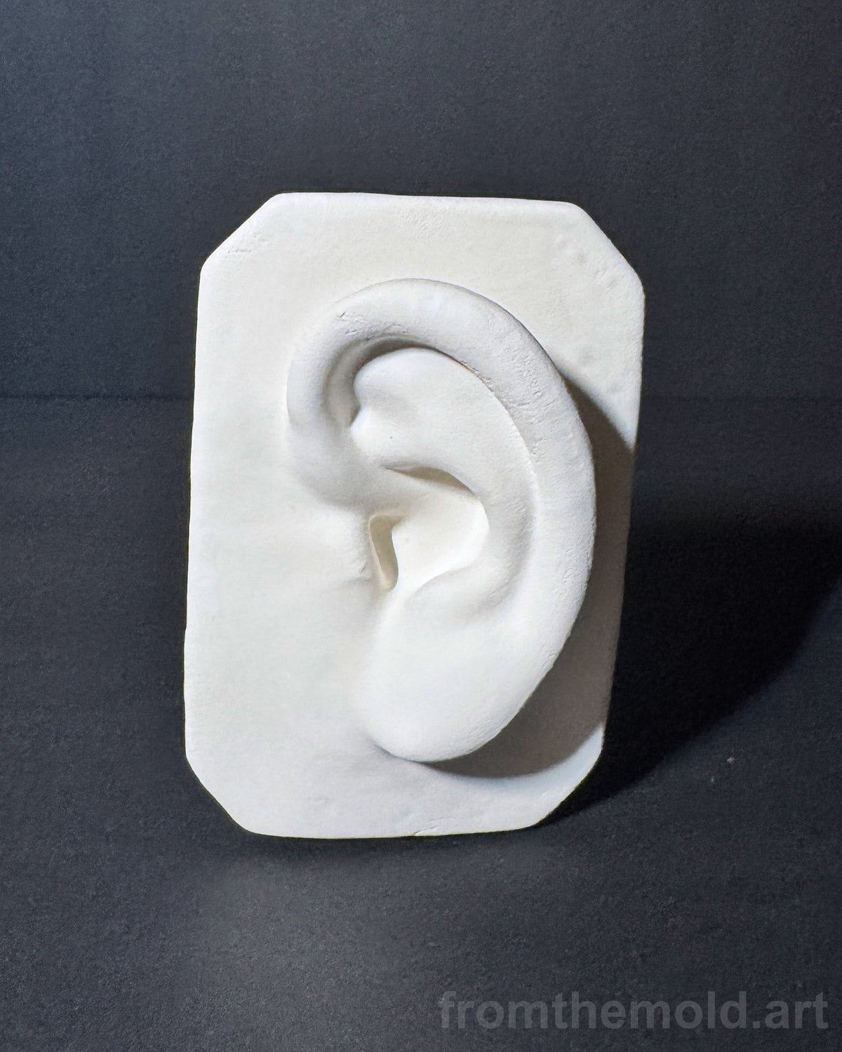 Basic Ear Plaster Study Cast – Drawing Practice, Anatomy Study & Art Reference for Artists