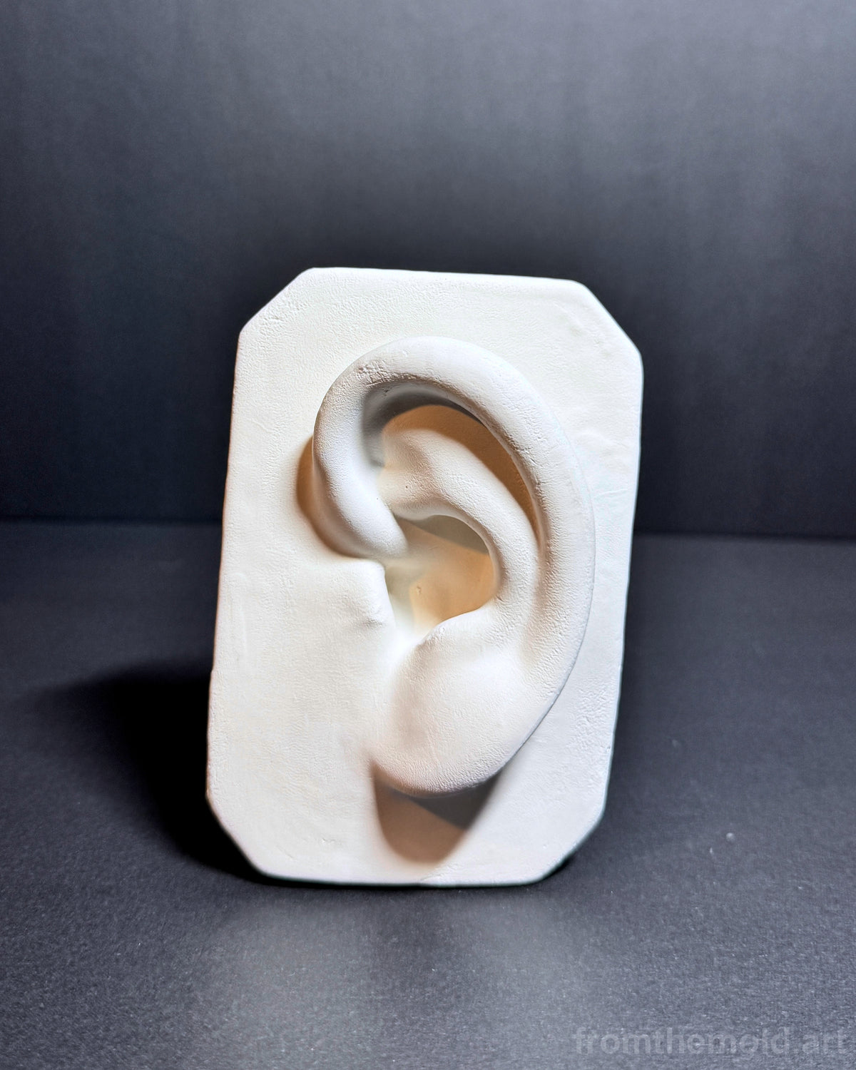 Basic Ear Plaster Study Cast – Drawing Practice, Anatomy Study & Art Reference for Artists