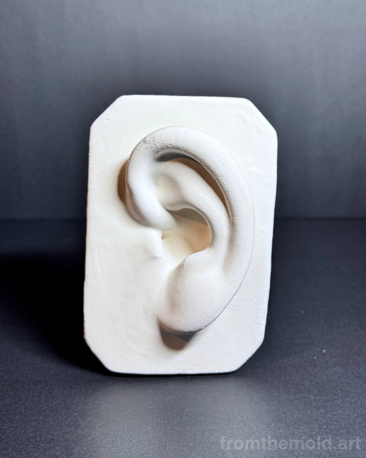 Basic Ear Plaster Study Cast – Drawing Practice, Anatomy Study & Art Reference for Artists