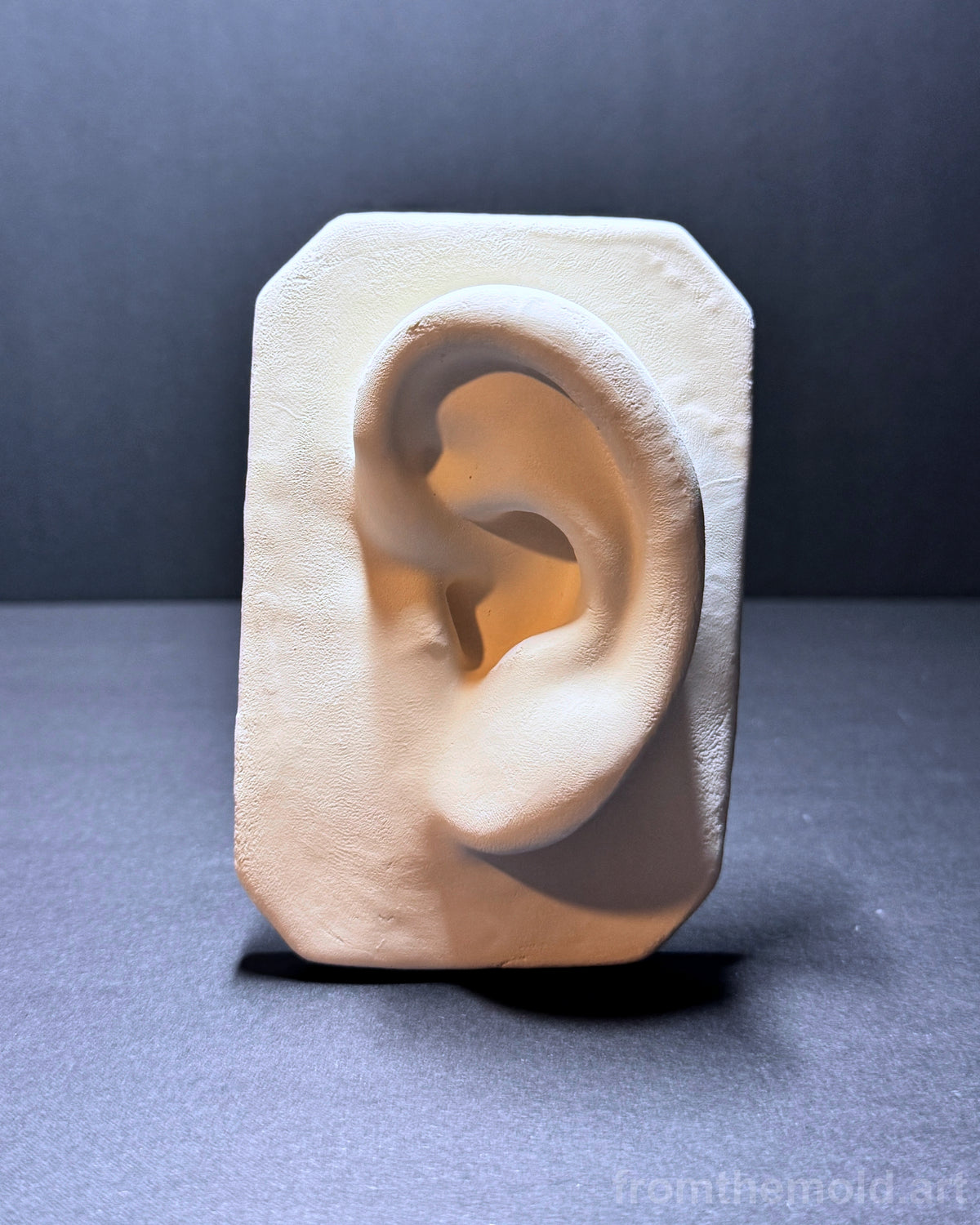 Basic Ear Plaster Study Cast – Drawing Practice, Anatomy Study & Art Reference for Artists