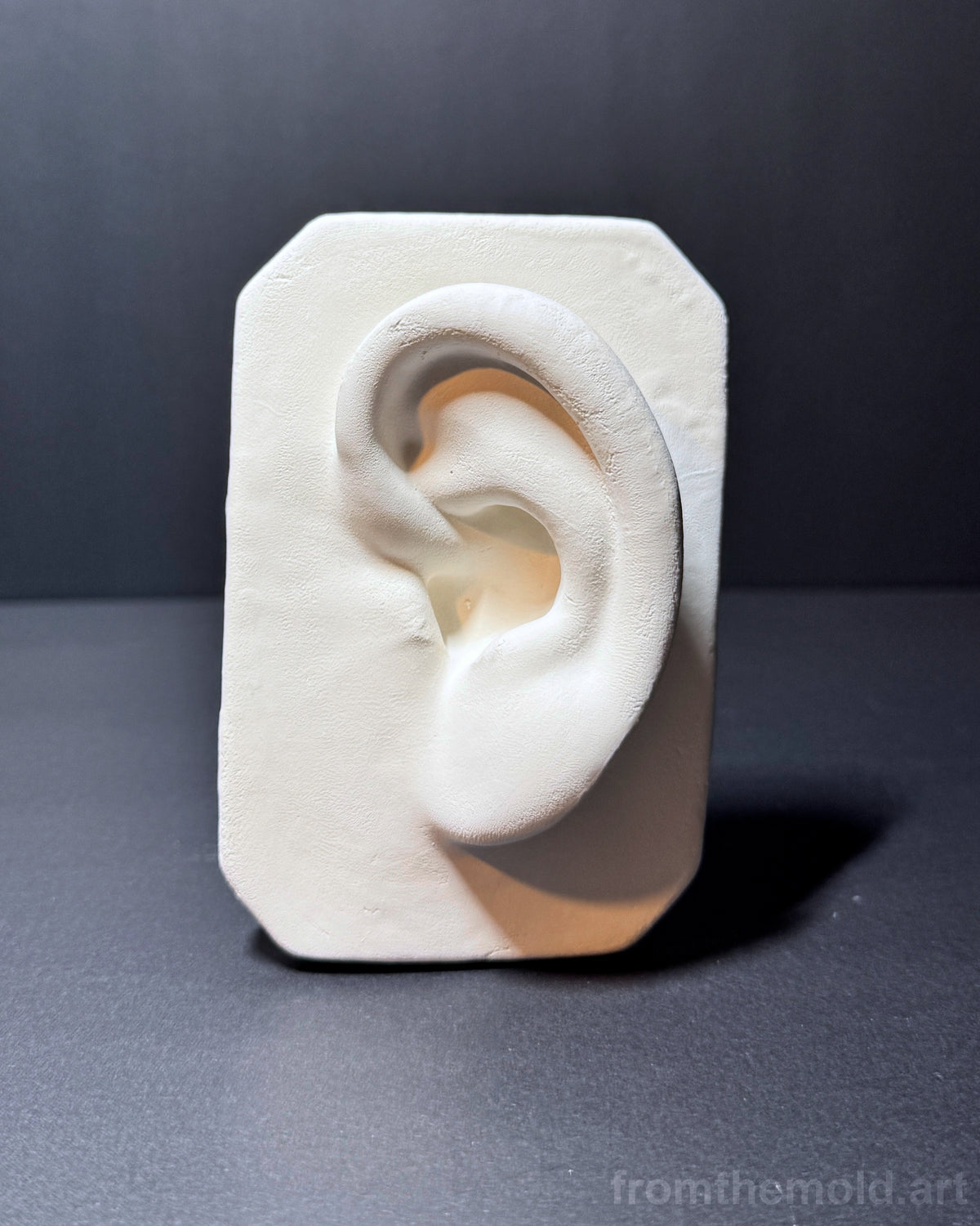 Basic Ear Plaster Study Cast – Drawing Practice, Anatomy Study & Art Reference for Artists