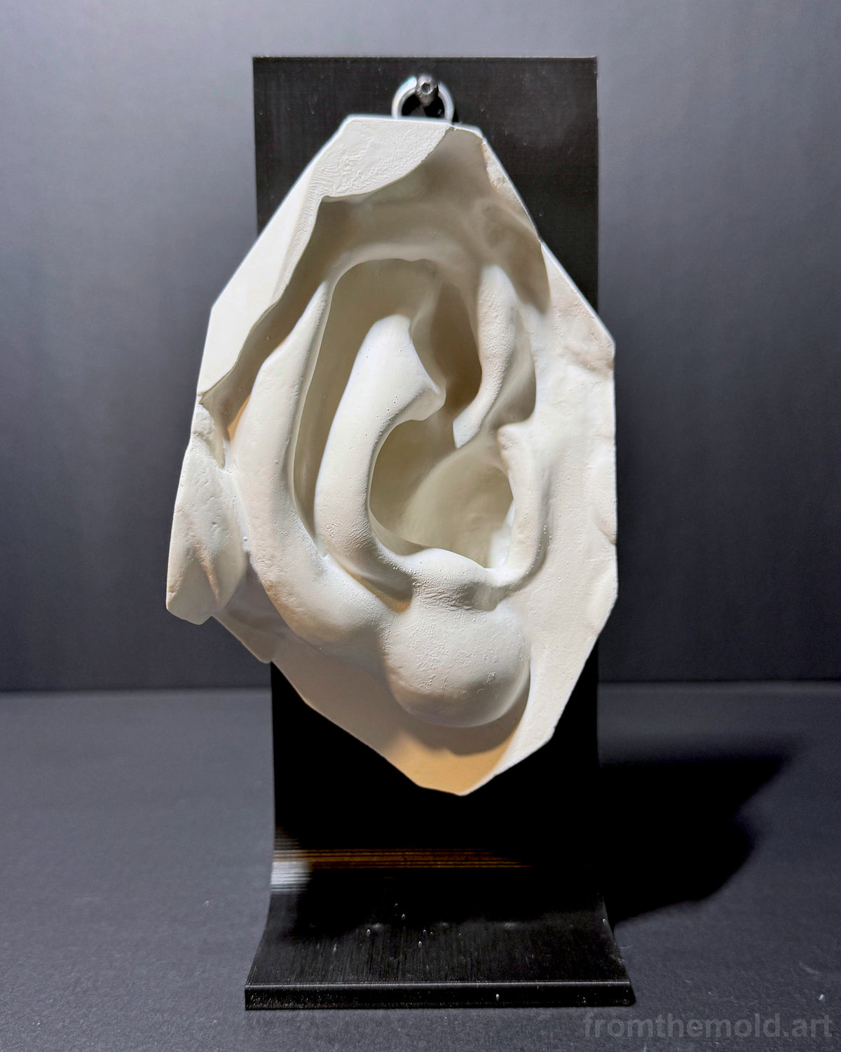 Ear of David Plaster Study Cast – Portrait Drawing, Anatomy & Form Reference