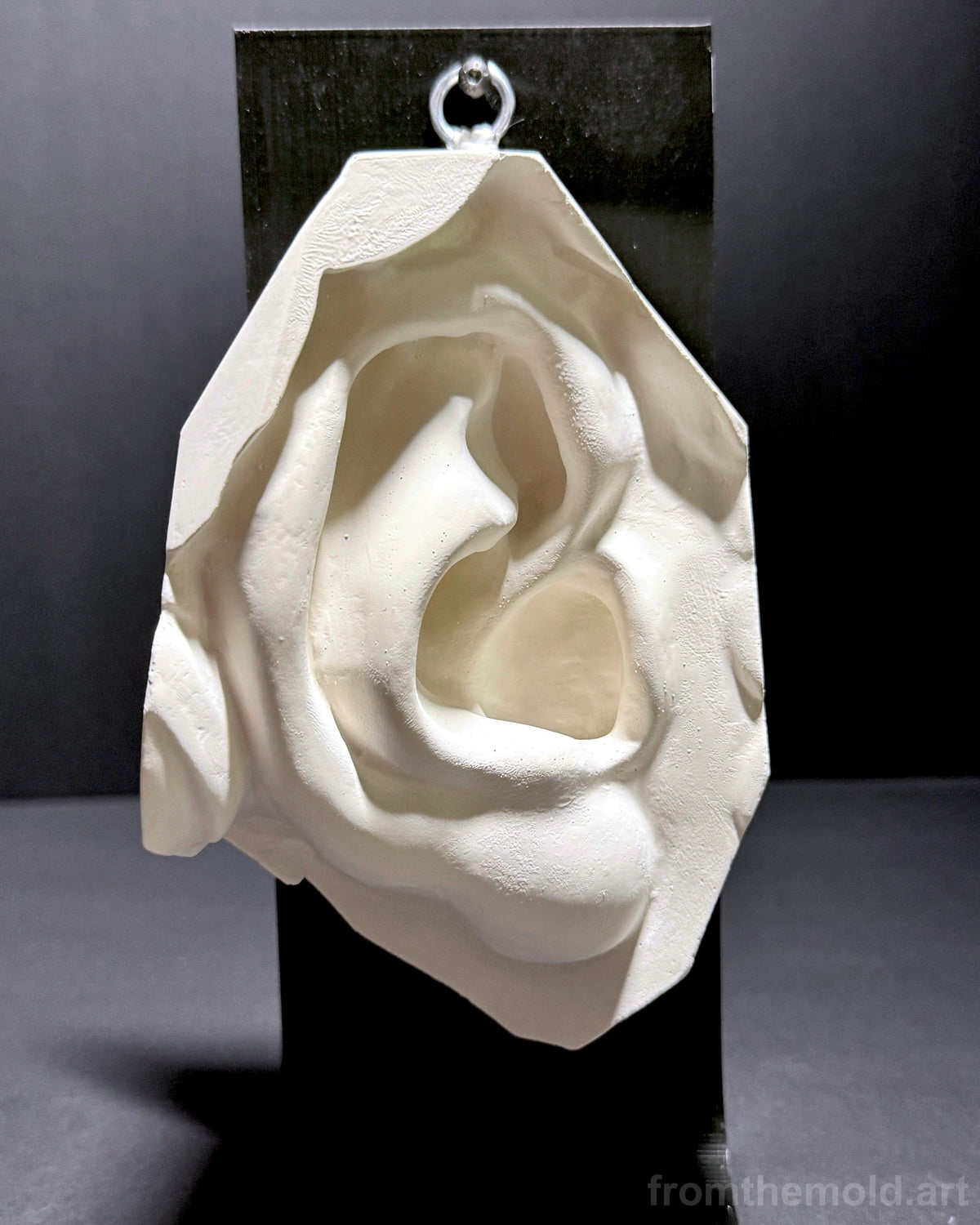 Ear of David Plaster Study Cast – Portrait Drawing, Anatomy & Form Reference
